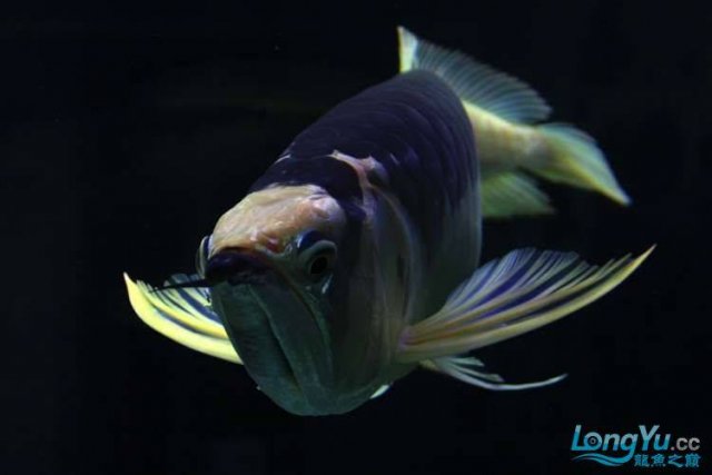 Piebald Silver Arowana 7.jpg