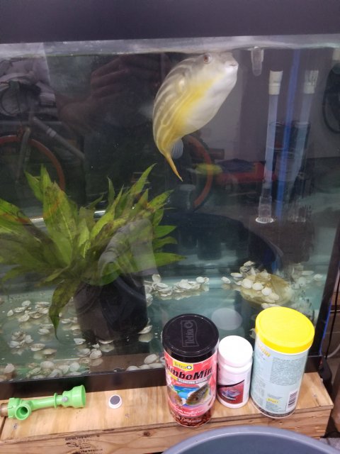 fahaka puffer for sale