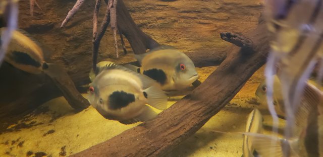 20190926_205459.jpg 20190926_205459.jpg