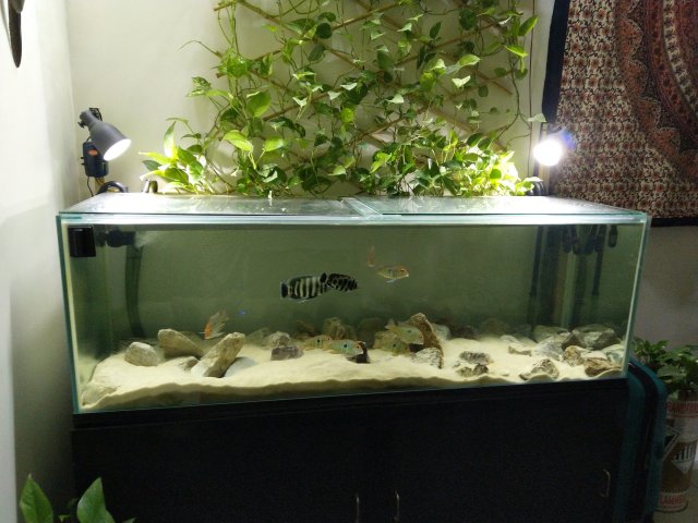 pothos4.jpg