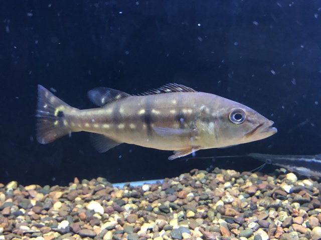 For Sale Mono And Temensis Peacock Bass Monsterfishkeepers Com