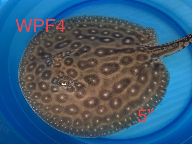 C91546FA-56D9-41CD-B6FF-DAEA09A52CBA.jpeg