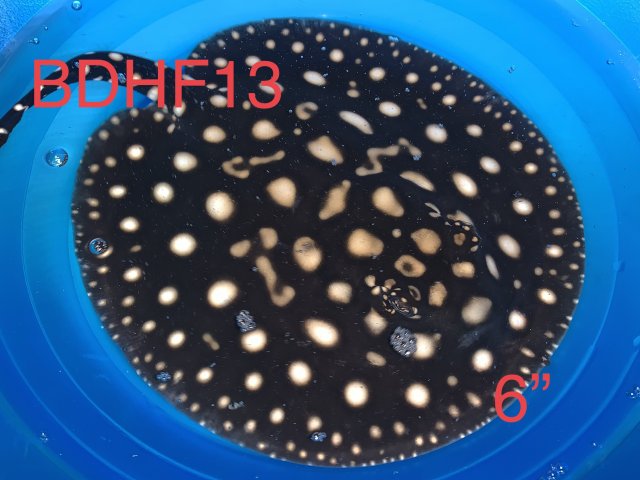 1CC92B9F-B990-45AC-84B2-643FFC6A4F5A.jpeg