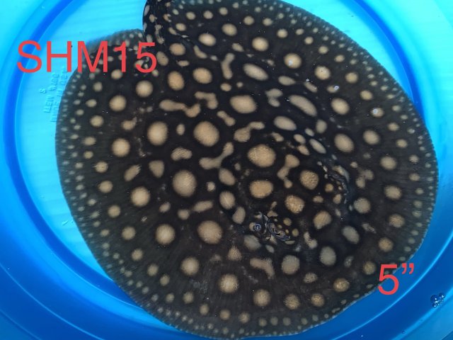 1EC818EF-C3D9-47AF-A638-5DBDF4D8DDCD.jpeg