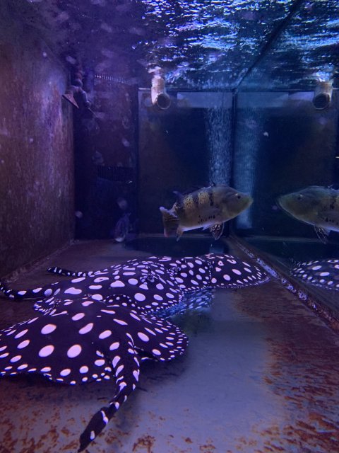 3C3FE966-6C8F-4D3E-ADB5-541E2BB58B84.jpeg 3C3FE966-6C8F-4D3E-ADB5-541E2BB58B84.jpeg