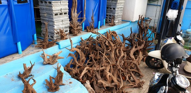 Driftwood at MFS.jpg