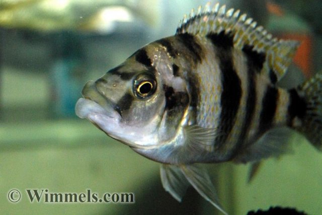 Placidochromis_milomo4.jpg