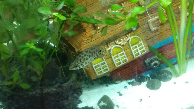 Leopard Fish.jpg