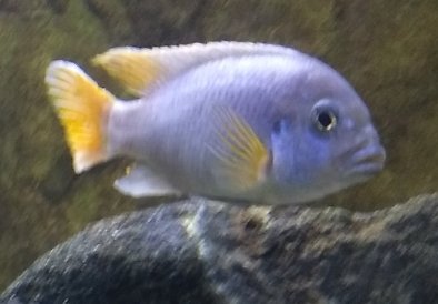 Screenshot_20191006-231215_Samsung Internet.jpg