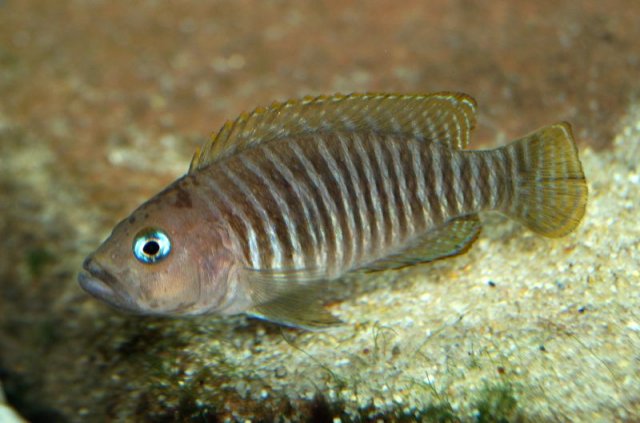 Neoalamprologus_multifasciatus02.jpg