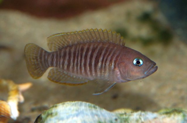 Neoalamprologus_multifasciatus01.jpg