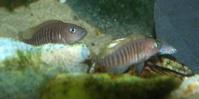 Neoalamprologus_multifasciatus08.jpg