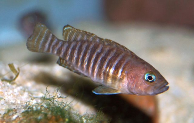 Neoalamprologus_multifasciatus07.jpg