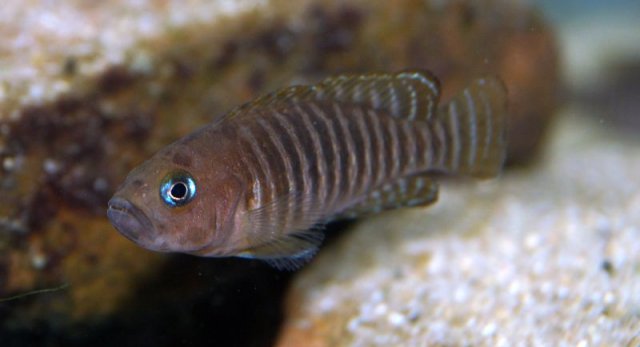 Neoalamprologus_multifasciatus05.jpg