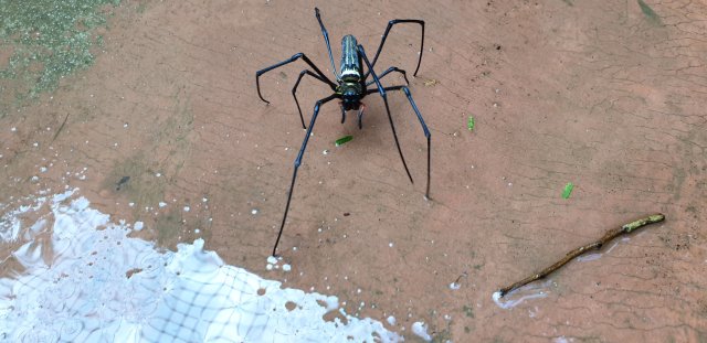 Big Spider 1.jpg