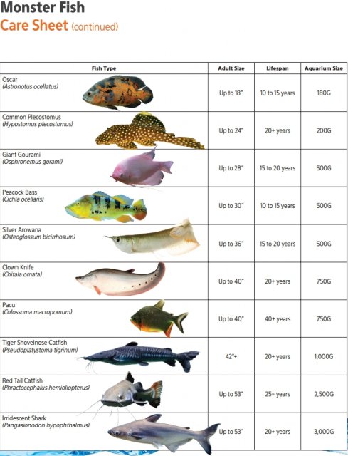 Aqueon Monster Fish Care Sheet.jpg