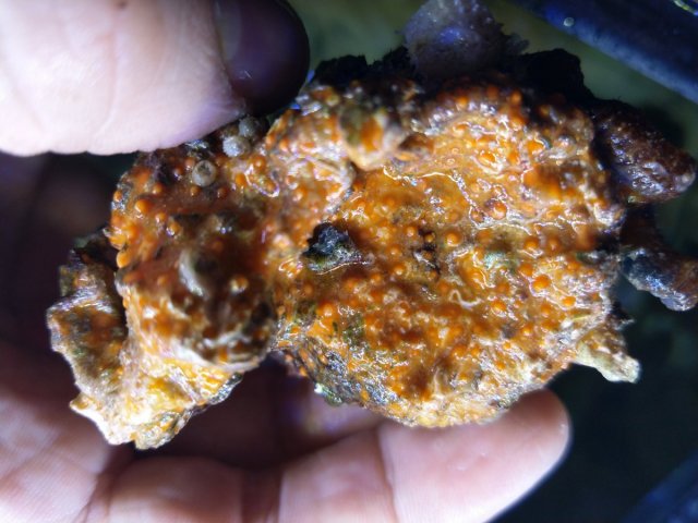 orange growth ID out of water.jpg orange growth ID out of water.jpg