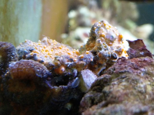 Orange growth on rocks.jpg