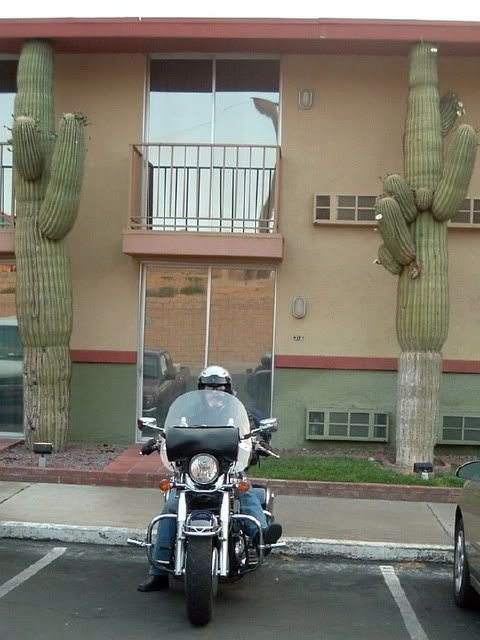 cacti.jpg cacti.jpg