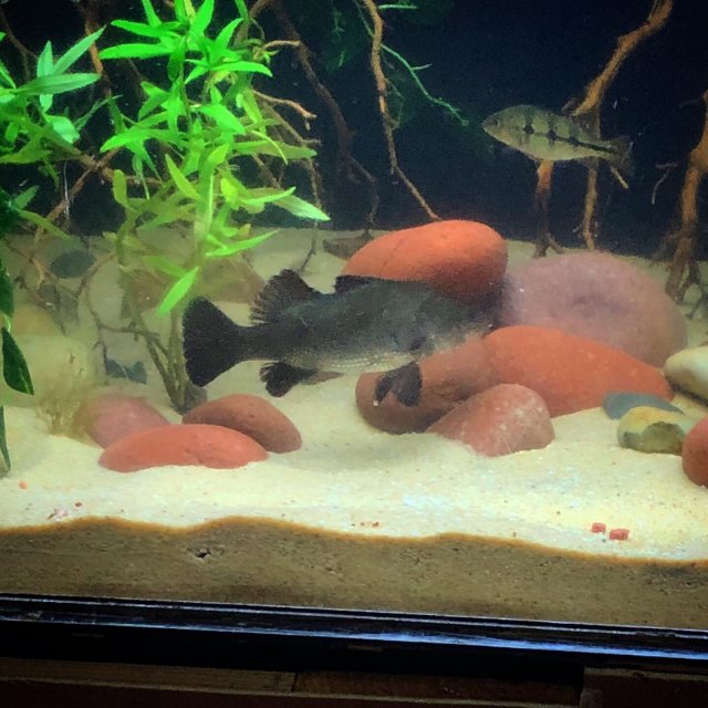 4CA9CF03-DDF9-4CE4-A0A4-A374D2BA966E.jpeg 4CA9CF03-DDF9-4CE4-A0A4-A374D2BA966E.jpeg