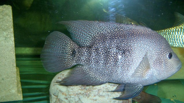 100_8652.JPG