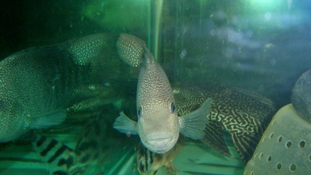 100_8653.JPG