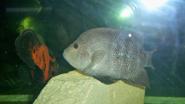 100_8655.JPG