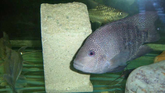 100_8658.JPG