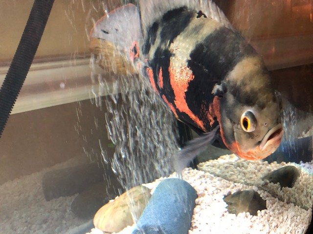 IMG_3970.jpg IMG_3970.jpg