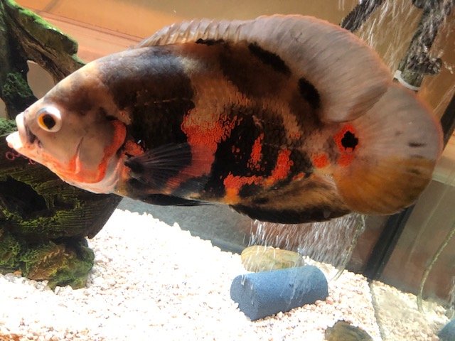 IMG_3972.jpg IMG_3972.jpg