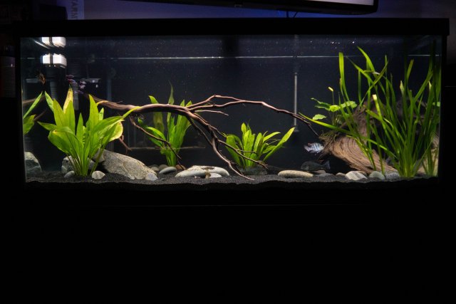 FishTanks-12.jpg FishTanks-12.jpg