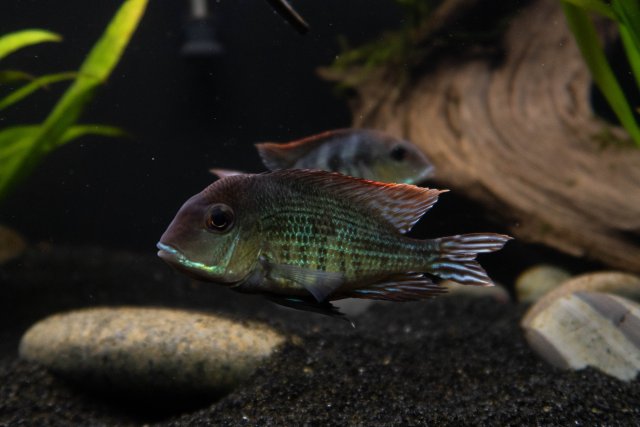 FishTanks-3.jpg FishTanks-3.jpg