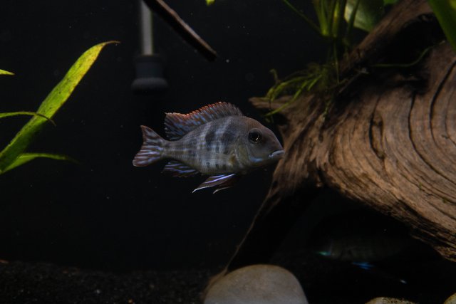 FishTanks-2.jpg FishTanks-2.jpg