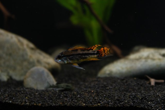 FishTanks-11.jpg FishTanks-11.jpg