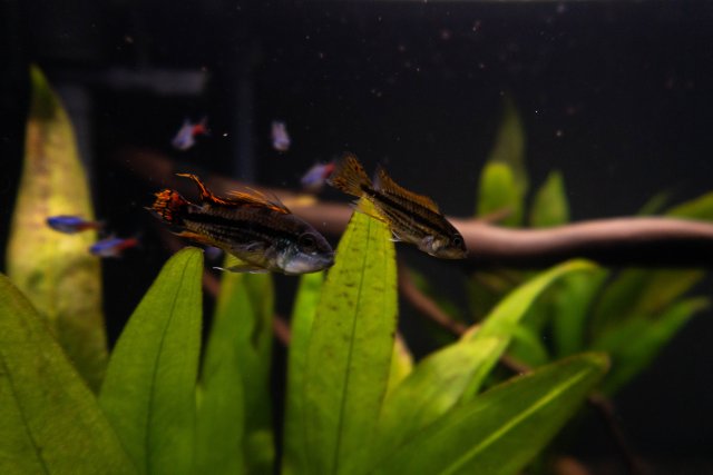 FishTanks-3.jpg FishTanks-3.jpg