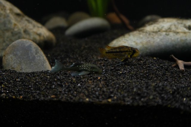 FishTanks-4.jpg FishTanks-4.jpg