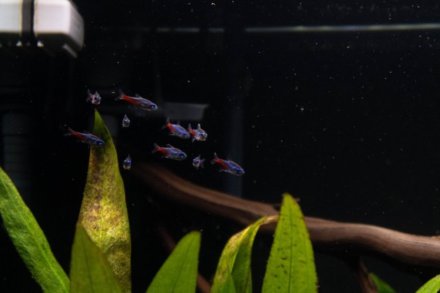 FishTanks-5.jpg FishTanks-5.jpg