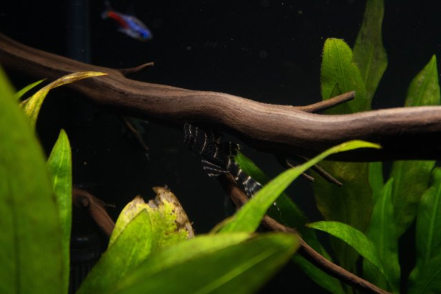 FishTanks-6.jpg FishTanks-6.jpg