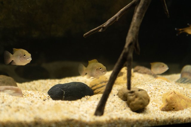 FishTanks-7.jpg FishTanks-7.jpg