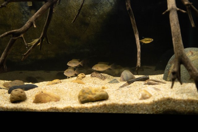 FishTanks-6.jpg FishTanks-6.jpg