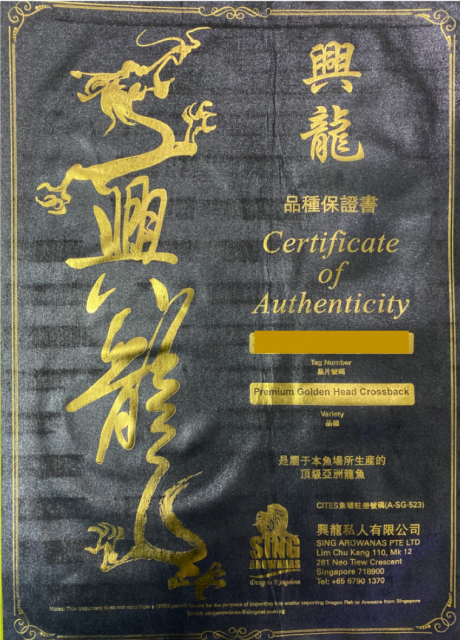 Sing Certificate.png