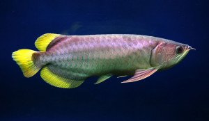 Banjar-Red-Arowana-300x174.jpg