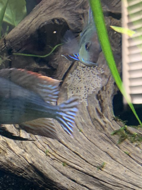 9789CD79-A315-43C8-8606-513C5F47B197.jpeg 9789CD79-A315-43C8-8606-513C5F47B197.jpeg