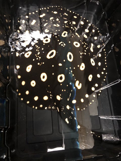 E73C7B47-F6B1-41E2-ADE0-35C25E6DA627.jpeg