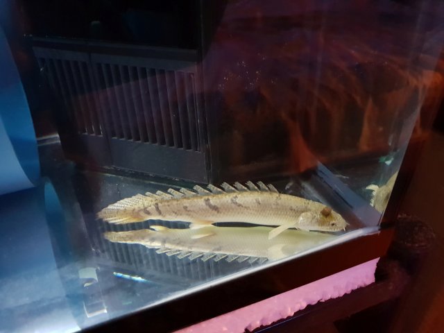 Pellet on Bichir Head 1m.jpg