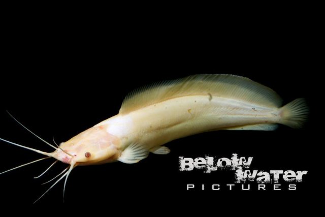 Albino Sharptooth Catfish.jpg