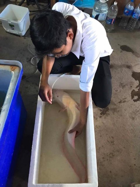 Albino Plotosus Cansius.jpg