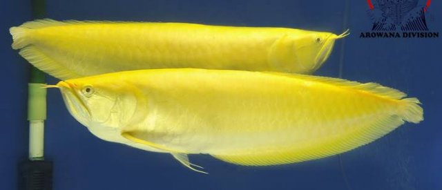 Albino Silver Arowana 23.jpg