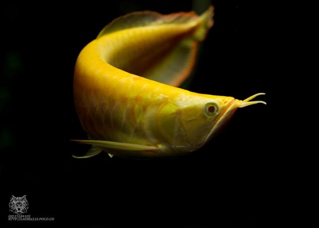 Albino Silver Arowana 21.jpg