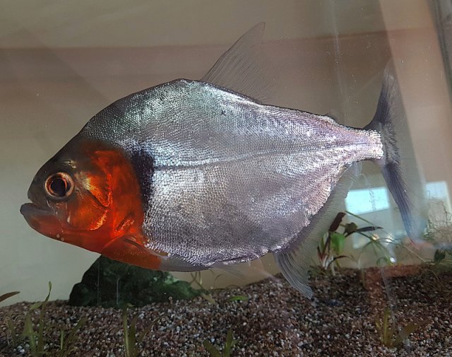 manueli.jpg manueli.jpg